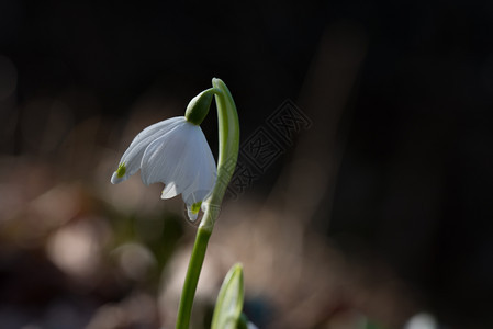 Leucojumvernum自然本底的冬钟盛开植物白芨图片