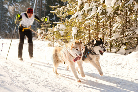 寒冷的单身雪地上骑着哈斯基雪橇的赛马狗动物图片