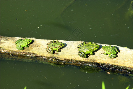 岛两栖类夏天河边四只游泳池青蛙坐在河边排行图片