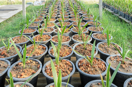 花园植物群苗圃中的年轻椰枣树图片