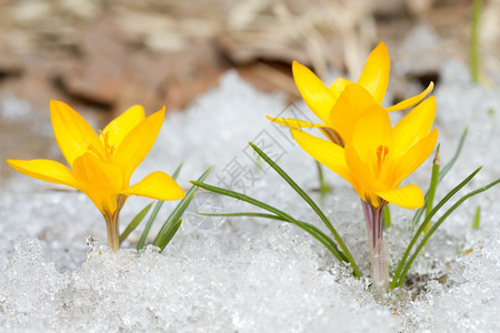 雪地上的黄色番红花冬天植物群开图片