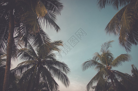 沙滩上棕榈树图片