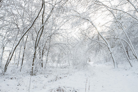 圣诞节覆盖暴风雪冬季公园有的树木图片