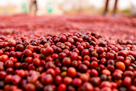 咖啡豆场种植园晾晒红色浆果图片