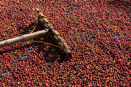阳光下晾晒咖啡豆种植园图片
