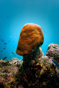 有趣的硬珊瑚礁潜水下图片
