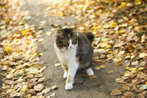秋叶道路上的小猫咪图片