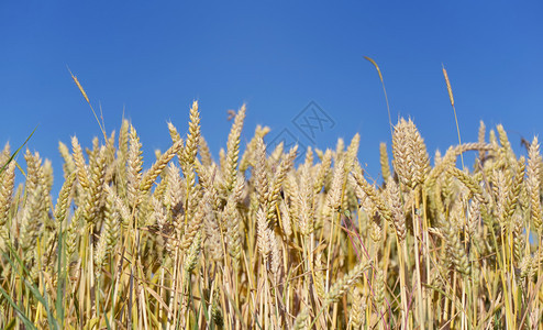 蓝天下金色的鲜嫩麦子季节场地耳朵图片
