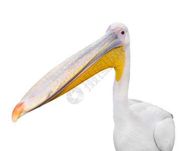常设海鸟白色的在动物鸟身上被孤立的大块有趣白色鱼肖像与大嘴贝里坎BigbeakPelican相隔离的大一只水鸟在白色大美丽的小鹅图片