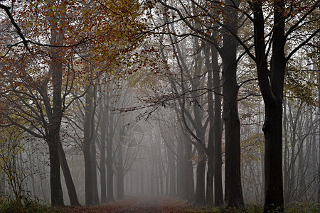 颜色树木荷兰瓦塞纳尔Horsten的雾中树丛荷兰瓦塞纳尔喷图片