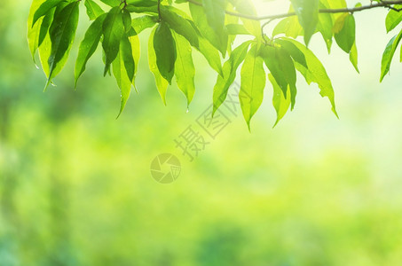 明亮的自然背景重点是树叶植物的前端背景模糊自然背景质季节草地图片