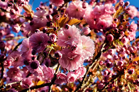 开花植物学季节春天的木兰花粉图片