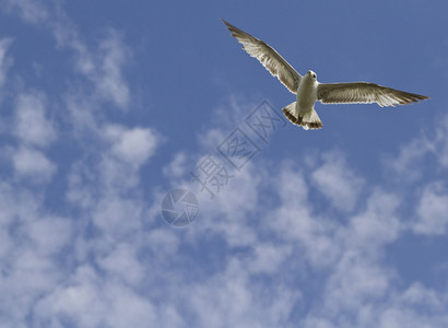 飙升独立的泡芙白海鸥翅膀宽阔阳光照亮其羽毛在蓝色天空中飞翔云雾喷发图片