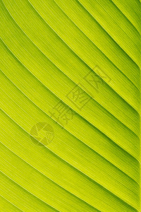 生长绿叶香蕉质料背景植物自然图片