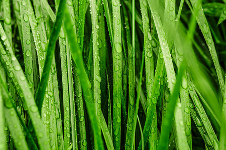 热带新鲜的雨滴覆盖长草照片丛林图片