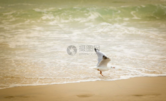 野生动物海鸥在澳洲滩的水域玩弄鸥鸟夏天图片