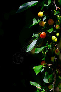 框架公里农药黑背景果实的樱桃植物详细信息图片