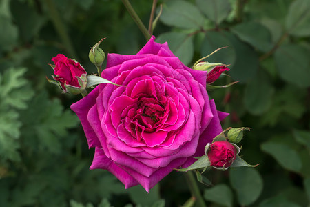 美丽的玫瑰和花蕾天新鲜的植物群图片