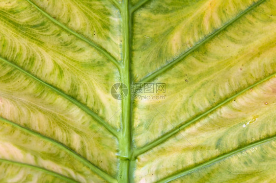 草本植物夏天叶子质地图片