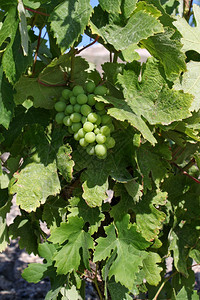 葡萄园中种植的新鲜绿酒葡萄季节乡村的新鲜图片
