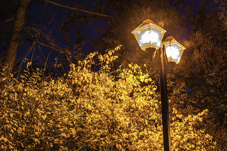 美丽的俄罗斯黄秋叶在宁静的夜晚一条街灯的亮光下图片