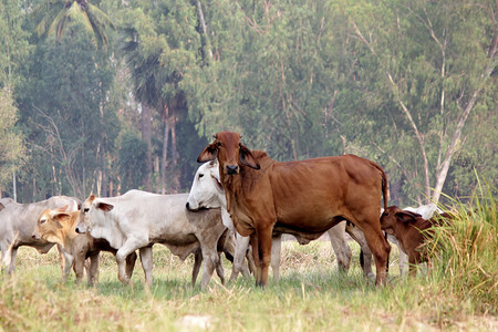 牧场肉亚洲奶牛在绿色草地上放牧奶牛在绿色草地上放牧笼图片