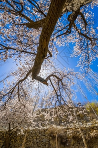 粉色的杏花树背景图片