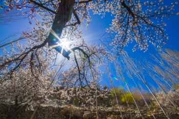 粉色的杏花树图片