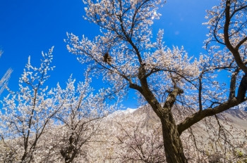 粉色的杏花树图片