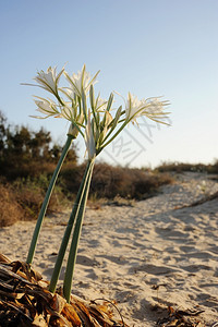 沙滩上盛开的大白花图片