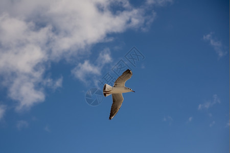 海鸥在蓝天空中飞翔图片
