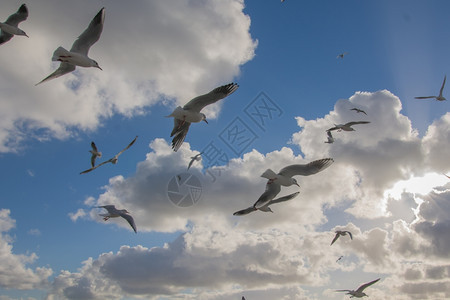海鸥在蓝天空中飞翔 图片
