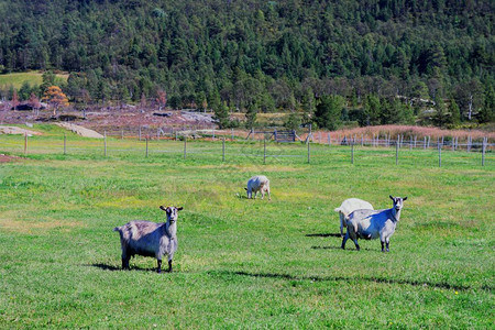 挪威山羊农场背景hd挪威绵羊农场背景草甸文章环境高清图片