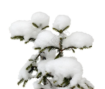 寒冷的两棵小圣诞树在雪地上白的和剪切路隔着爱图片