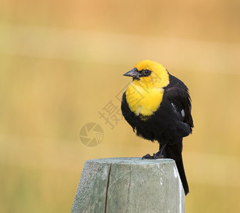 洞黄头鱼公园黑鸟围在有棕色背景的栅栏上图片