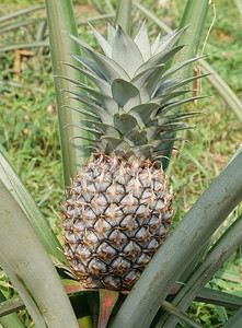 植物天群非洲圣多美和普林西比岛菠萝种植圣多美和普林西比岛非洲图片