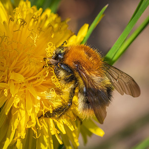 黄色的授粉在花朵上收集粉和蜂蜜的近距离常见的图片