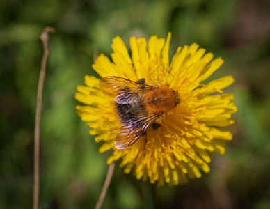 盛开蒲公英拉脱维亚在黄色花朵上收集粉和蜂蜜的近距离图片