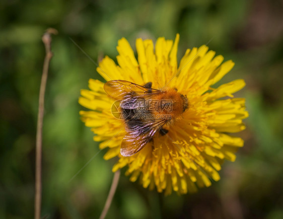 盛开蒲公英拉脱维亚在黄色花朵上收集粉和蜂蜜的近距离图片
