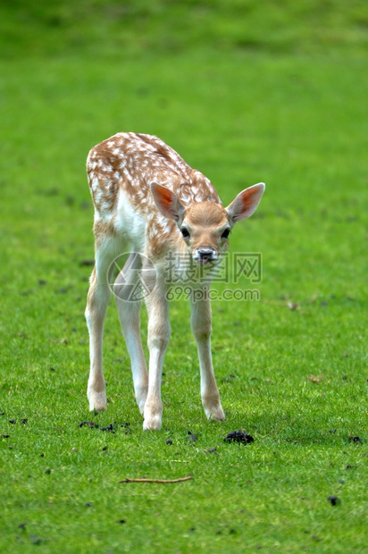 草地自然婴儿幼鹿站立预订的图片