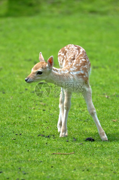 可爱的婴儿幼鹿站立哺乳动物常设图片