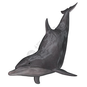 游泳的插图在白色背景中孤立的海豚3D将海豚转化为活的图片