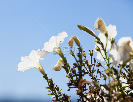 紫丁香花朵图片