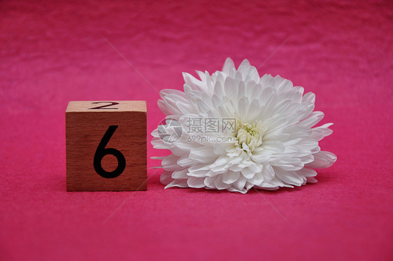 植物六号粉红背景的白箭头数学花瓣图片