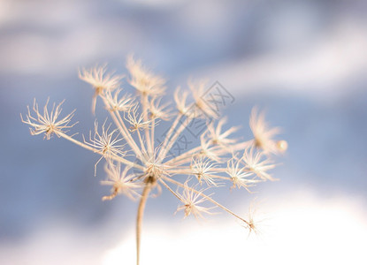 冬天寒冷的冰冻花朵季节背景冬天寒冷的冰冻花朵雪自然蓝色的图片