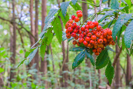 创意草莓图片图片