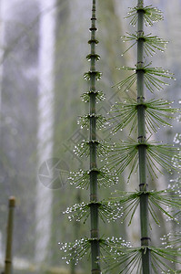 s尾夹在马尔斯夸巴针头上的水滴子木贼草本植物图片