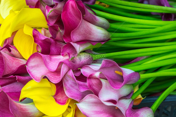 叶子黄色的多白花形态抽象背景彩虹图片