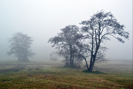 秋天分支机构在荷兰瓦塞纳尔的Lentevreugd雾中环境图片