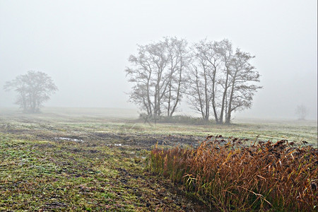 树在荷兰瓦塞纳尔的Lentevreugd雾中季节锥子图片